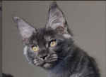 Leksa - Maine Coon Cat For Sale - Brighton&comma; CO&comma; US
