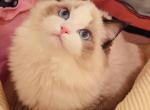 wing - Ragdoll Cat For Sale - Irvine&comma; CA&comma; US