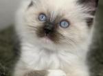 Luck of the Irish - Ragdoll Cat For Sale - Parker&comma; CO&comma; US