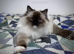 Amata - Ragdoll Cat For Sale - Tuscaloosa&comma; AL&comma; US