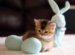 Theodore - Munchkin Cat For Sale - Park City&comma; KS&comma; US
