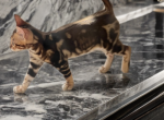 Espresso - Bengal Cat For Sale - Seattle&comma; WA&comma; US