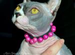 PHOEBE - Sphynx Cat For Sale - Columbus&comma; OH&comma; US
