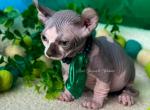 Louis Dwarf - Sphynx Cat For Sale - Columbus&comma; OH&comma; US