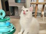 Tofu - Scottish Fold Cat For Sale - Neosho&comma; MO&comma; US
