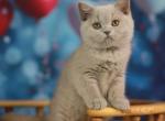 Kris - British Shorthair Cat For Sale - Grayslake&comma; IL&comma; US