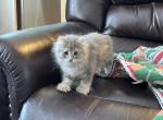 Polydactyl Fluffy Girl - Highlander Cat For Sale - Absarokee&comma; MT&comma; US