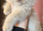 Chocolate mink female - Ragdoll Cat For Sale - Butler&comma; PA&comma; US