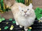 Beautiful Ragdoll Kittens - Ragdoll Cat For Sale - 