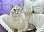 Deizi - Scottish Straight Cat For Sale - Chicago&comma; IL&comma; US
