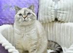 Deizi3 - Scottish Straight Cat For Sale - Los Angeles&comma; CA&comma; US