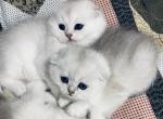 Lesya - Scottish Fold Cat For Sale - Bergenfield&comma; NJ&comma; US