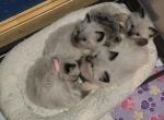 Spring Beauty's - Balinese Cat For Sale - Dallas&comma; TX&comma; US