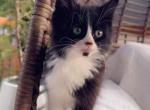 Fluffy Tuxedo - Domestic Cat For Sale - Vancouver&comma; WA&comma; US