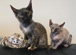 Meet Astra - Sphynx Cat For Sale - Boston&comma; MA&comma; US