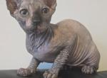 Introducing Ivana - Sphynx Cat For Sale - Boston&comma; MA&comma; US