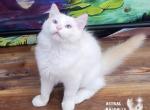 Flame Ragdoll Boy - Ragdoll Cat For Sale - VA&comma; US