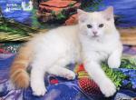 Phoenix Red Mink Bicolor Ragdoll Boy - Ragdoll Cat For Sale - VA&comma; US