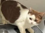 Bobby - British Shorthair Cat For Sale - Englewood&comma; CO&comma; US