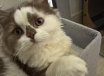 Billy - British Shorthair Cat For Sale - Englewood&comma; CO&comma; US