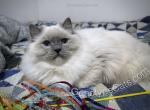 Ali - Ragdoll Cat For Sale - Tuscaloosa&comma; AL&comma; US