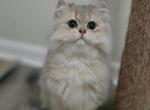 Buggy - Scottish Straight Cat For Sale - Levittown&comma; PA&comma; US