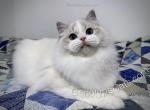 Bathilda - Ragdoll Cat For Sale - Tuscaloosa&comma; AL&comma; US