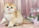 Barni - Scottish Fold Cat For Sale - Los Angeles&comma; CA&comma; US