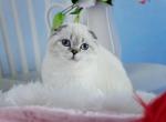 Barbie - Scottish Fold Cat For Sale - Norwalk&comma; CT&comma; US