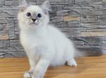 Coco Jambo - Siberian Kitten For Sale - Miami&comma; FL&comma; US