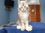 George Polydactyl - Maine Coon Cat For Sale - Miami&comma; FL&comma; US