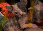 Female Sphynx - Sphynx Cat For Sale - NC&comma; US