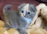 Frisky - Scottish Fold Cat For Sale - WI&comma; US