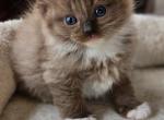 Seal mitted mink - Ragdoll Cat For Sale - Farmville&comma; VA&comma; US
