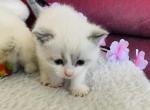 Frosty - Ragdoll Cat For Sale - WI&comma; US