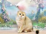 Barni - Scottish Fold Cat For Sale - Chicago&comma; IL&comma; US