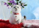 Timka - Scottish Straight Cat For Sale - Pembroke Pines&comma; FL&comma; US
