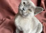 Victoria - Burmese Cat For Sale - Norwalk&comma; CT&comma; US