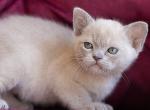 Quest - Burmese Cat For Sale - Norwalk&comma; CT&comma; US