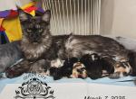 Stellas litter - Maine Coon Cat For Sale - Plainfield&comma; NJ&comma; US
