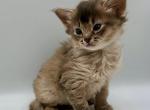 Saturn - Somali Cat For Sale - Miami&comma; FL&comma; US