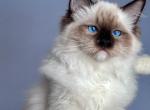 Ivan - Ragdoll Cat For Sale - Pembroke Pines&comma; FL&comma; US