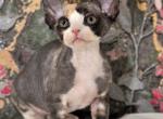 Vanessa - Devon Rex Cat For Sale - Norwalk&comma; CT&comma; US
