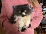 White and black female Persian kitten - Persian Cat For Sale - MA&comma; US