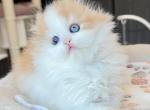 Prettyfold - Scottish Fold Cat For Sale - Staten Island&comma; NY&comma; US