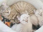 Divine Queen - Highlander Cat For Sale - Laingsburg&comma; MI&comma; US