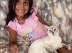 Divine Cattery - Siamese Cat For Sale - Laingsburg&comma; MI&comma; US