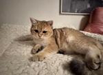 Gagarin - British Shorthair Cat For Sale - San Mateo&comma; CA&comma; US