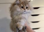 Levis - British Shorthair Cat For Sale - San Mateo&comma; CA&comma; US