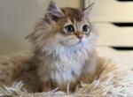 Leo - British Shorthair Cat For Sale - San Mateo&comma; CA&comma; US